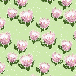 Pretty Pink Proteas #1 - white outlines, celadon, medium 