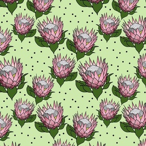 Pretty Pink Proteas #1 - black outlines, celadon, medium 