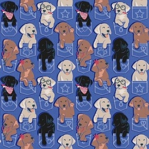 Tiny scale // Pure love Labrador pockets // electric blue background Labrador Retriever dog puppies
