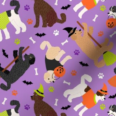 Labradoodle / Goldendoodle Halloween Purple