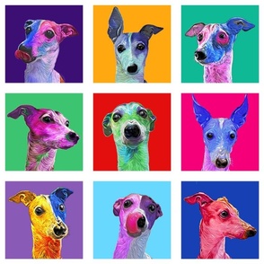 Italian Greyhound in full color