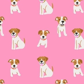 Jack Russell dog on pink 