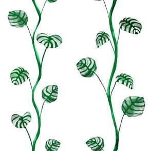 Pattern of Monstera Plant Vines