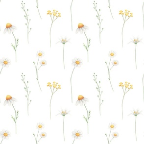 Daisy white floral summer pattern