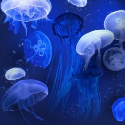 Jellyfish