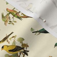 Scientific Illustration Birds Fabric with cream background