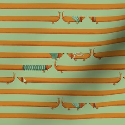 dachshund small stripes