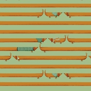 dachshund small stripes