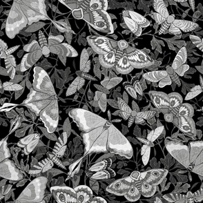 Butterflies and Moths in dark monochromic palette, larger scale
