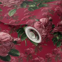 Redoute' Roses ~ Deep Rose ~ Medium