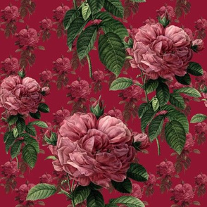 Redoute' Roses ~ Deep Rose ~ Medium