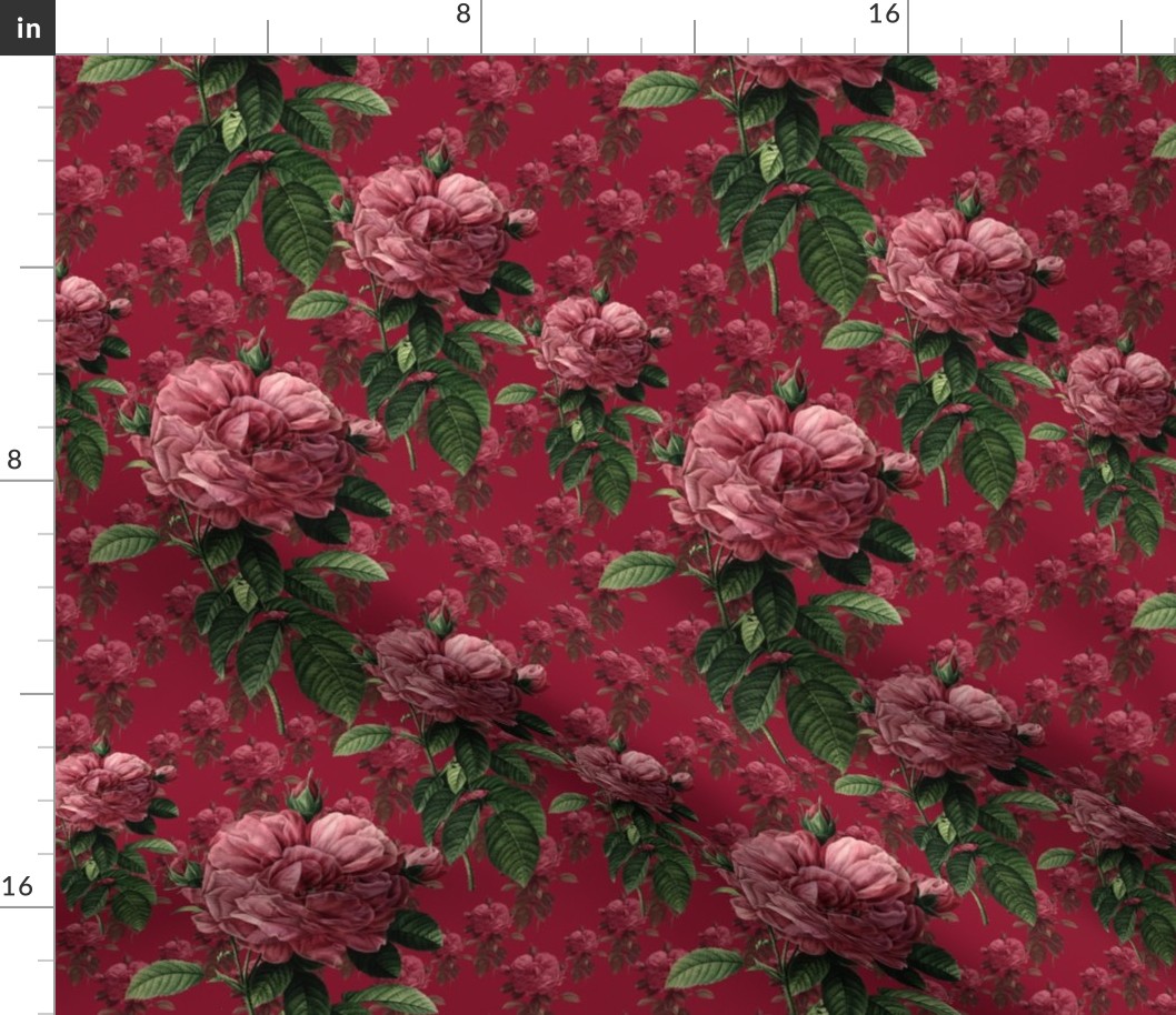 Redoute' Roses ~ Deep Rose ~ Medium