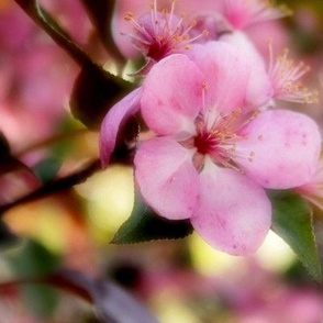 Pink Crab Apple Blossom