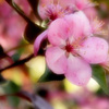 1275330-pink-crab-apple-blossom-by-emilymhanson