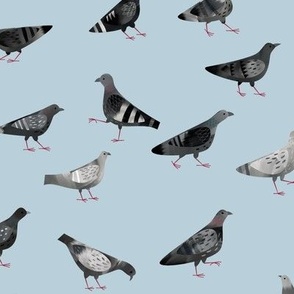 Pigeons Marching About Blue