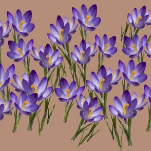 méli-mélo de crocus violets sur fond taupe