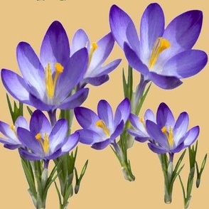 GRANDS CROCUS VIOLETS SUR FOND VANILLE