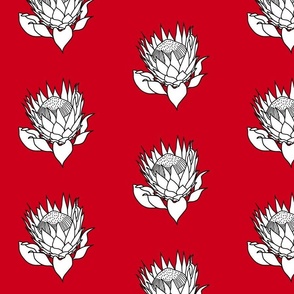 White Stencil Protea - crimson red, medium 