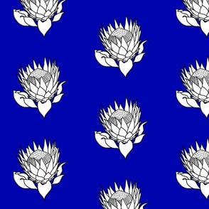White Stencil Protea - sapphire blue, medium 