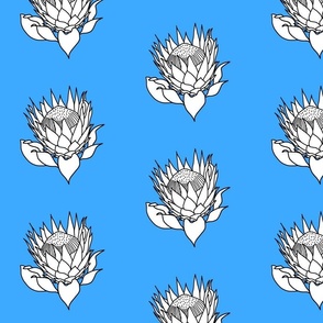 White Stencil Protea - azure blue, medium 