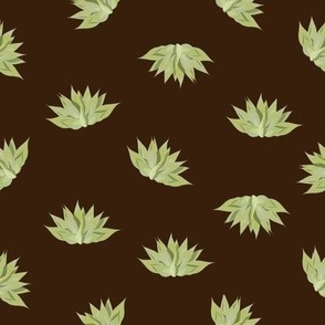 Agave Plants-pretty green agaves on dark brown background.