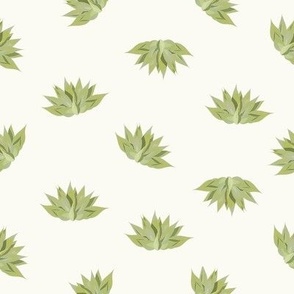 Agave plants -Pretty Green agaves on ivory color background.