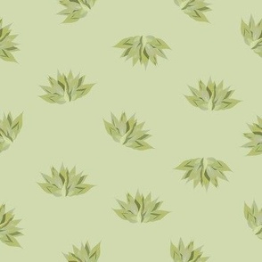 Agave plants -Pretty green agaves on pastel green background.