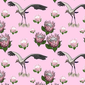 Feathered Friends (proteas & giant cranes) - pastel pink, medium