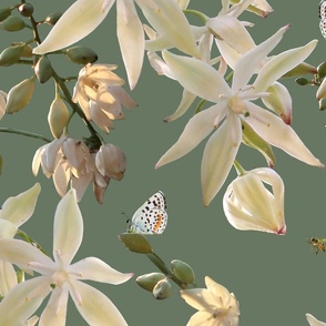 Creamy White Yucca Cactus Flowers on Sage Green