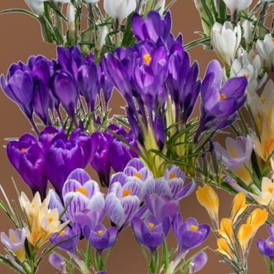 crocus sur fond noisette