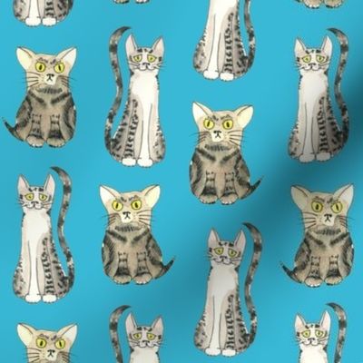 funny Cats illustration turquiose