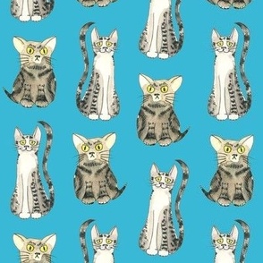 funny Cats illustration turquiose