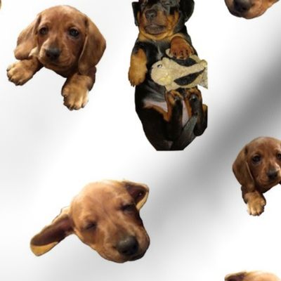 Wienerdog Puppies