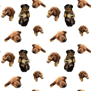 Wienerdog Puppies