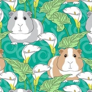 large guinea pigs with calla lilies