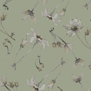 Flannel flowers - Sage