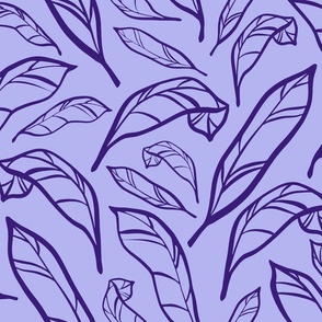 Outlined Lilac Calatheas Large Scale