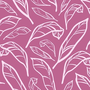 Outlined Pink Calatheas Large Scale
