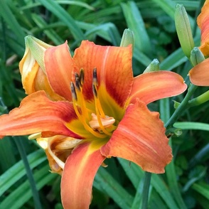 Day Lily on Green