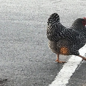 Why Did the Chicken Cross the Line?