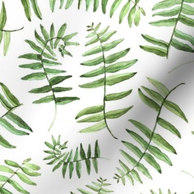 Watercolor Fern Fronds on White by Brittanylane