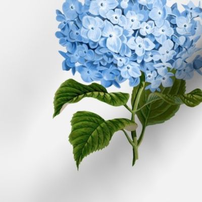 Hydrangea on White