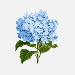 Hydrangea on White