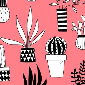 Cactus and Succulent Houseplant Drawings Rose Pink Jumbo