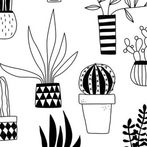 Cactus and Succulent Houseplant Drawings Black White Jumbo