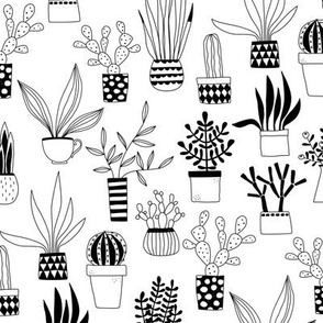 Cactus and Succulent Houseplant Drawings Black White Small Scale