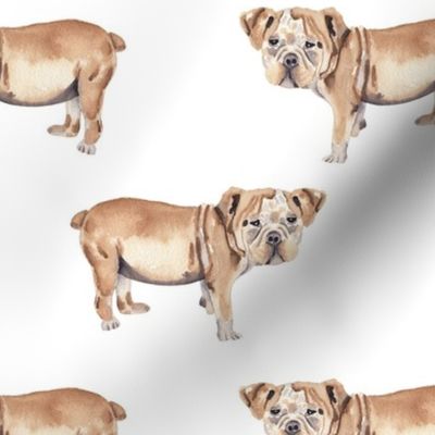 Bulldog Pattern 