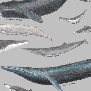 Large Scale Whales of the World on Gray