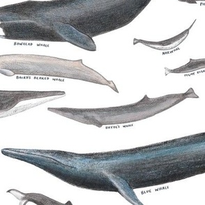 Large Scale Whales of the World on White