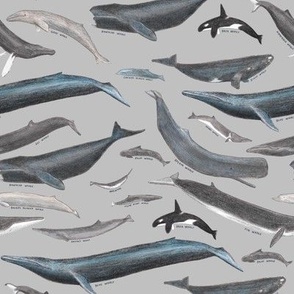 Small Scale Whales of the World on Gray